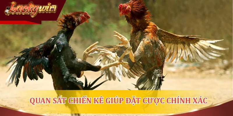 Quan sát chiến kê giúp đặt cược chính xác khi chơi đá gà mạng